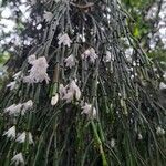 Rhipsalis clavata Flower