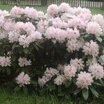 Rhododendron maximum Flower