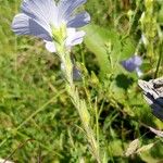 Linum hirsutum