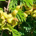 Dichrostachys cinerea Fruit