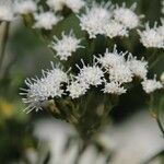 Ageratina riparia Květ