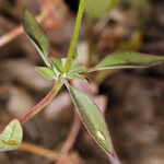 Clarkia rhomboidea Blatt