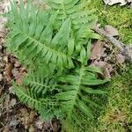 Polypodium interjectum ഇല