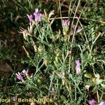 Astragalus baionensis ശീലം