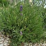 Lavandula angustifoliaЛисток