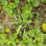 Bromus madritensis Blomst