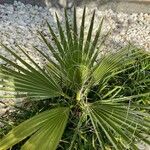 Washingtonia robusta Лист