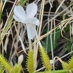 Plumbago zeylanica Fleur