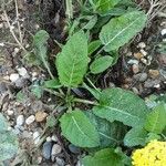 Salvia × sylvestris Hábito