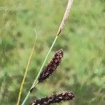 Carex flacca Flower