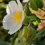 Cistus populifolius Fula