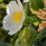 Cistus populifolius Flower