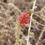 Caroxylon vermiculatum 花