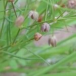 Spergularia diandra Fruchs