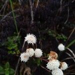 Ageratina gracilis 花