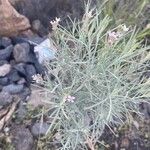 Parolinia platypetala Flower