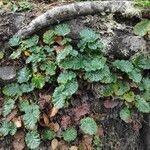 Rubus geoides Hábito