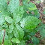 Rubus montanus Övriga