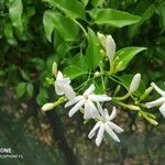 Jasminum grandiflorum Flor
