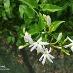 Jasminum grandiflorum Цветок