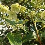 Hydrangea paniculata Frunză