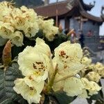 Rhododendron campylocarpum Flor