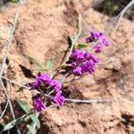 Hardenbergia violaceaफूल