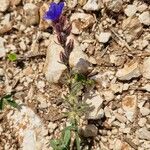 Anchusa cretica Blomma