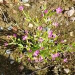 Centaurium pulchellum Kukka