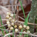 Toxicodendron rydbergii Fruit