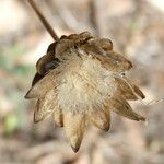 Mantisalca salmantica Fruto