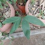 Chamaedorea ernesti-augusti Leaf