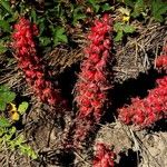 Sarcodes sanguinea Fruit