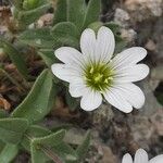 Cerastium alpinum Cvet