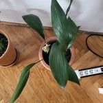 Aspidistra elatior 葉