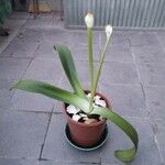 Haemanthus albiflos Hostoa