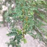 Acacia raddiana 葉