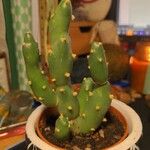 Opuntia monacantha 葉