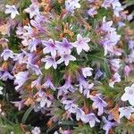 Lithodora zahnii Flor