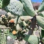Consolea rubescens Flor
