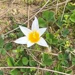 Romulea arnaudii Flower