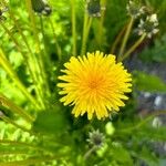 Taraxacum campylodesFlower