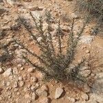 Astragalus armatus Leaf