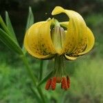 Lilium pyrenaicum Blüte