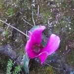 Cyclamen repandum Flor