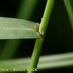 Calamagrostis canescens പുറംതൊലി