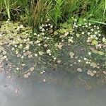 Ranunculus aquatilis Flower