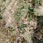 Vachellia hockii Leaf