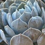 Dudleya pulverulenta Leaf