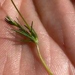 Sagina glabra Hoja